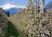 Fioritura delle mele a Plaus presso Naturno