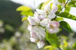 Primavera Card 2018 − Garni Sonnwend a Plaus presso Naturno Primavera Card 2018 − Garni Sonnwend a Plaus presso Naturno