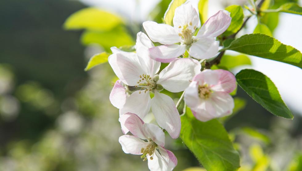 Apfelblüte im Meraner Land