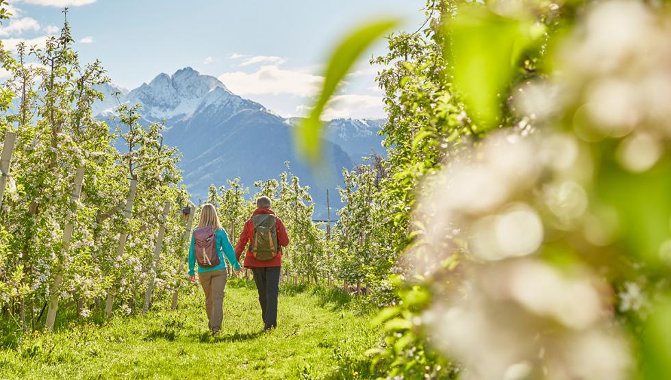 Passeggiata primaverile per le piantagioni di mele a Plaus