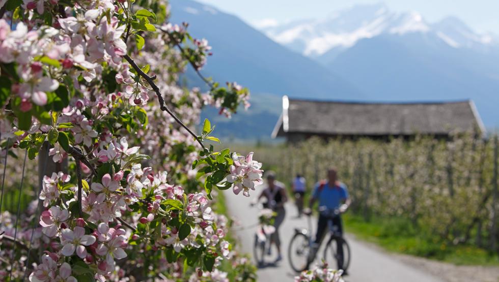 Radfahren durch blühende Obstwiesen in Naturns